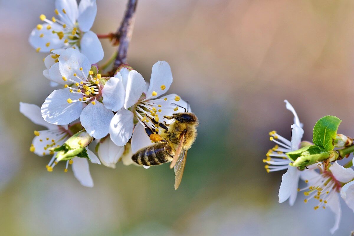Biene auf Blüte