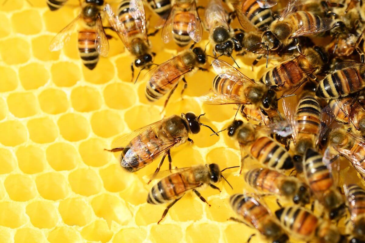 Bienen auf Waben